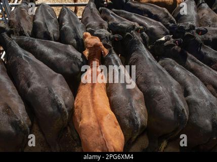 Bétail à la vente aux enchères de bétail de Cedarville dans les montagnes du Drakensberg, au sud de l'Afrique du Sud. Banque D'Images