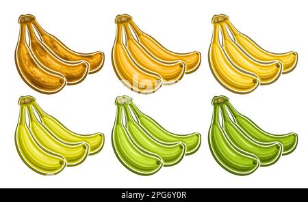 Vector Banana Bunch ensemble, bannière horizontale décorative avec lot collection d'illustrations coupées de groupe divers riped foncé et vert régime unripped Illustration de Vecteur