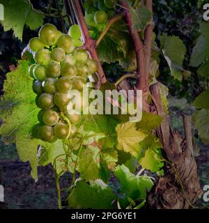 Raisins Sauvignon blanc dans un vignoble de Tokara. Banque D'Images