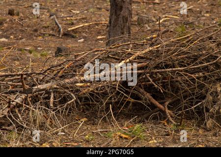 pile de branches sciées dans la forêt de printemps Banque D'Images