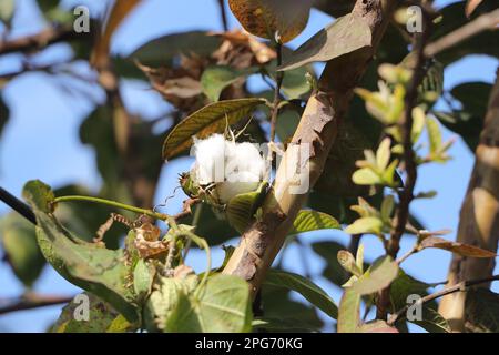 Pélls en coton vert non ouverts Banque D'Images