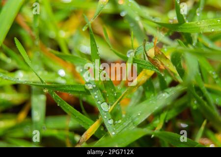 gouttes d'eau sur l'herbe après un gros plan de la pluie Banque D'Images