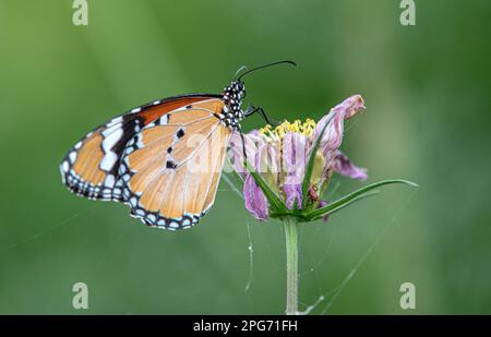 Papillon sur la fleur en arrière-plan flou, Danaus chrysippus, également connu sous le nom de tigre de plaine, reine africaine, ou monarque africain Banque D'Images