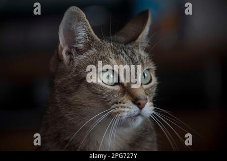 Face d'un chat regardant avec intérêt vers la droite sur un fond sombre Banque D'Images