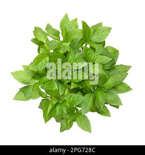 Basilic thaï d'en haut, isolé, d'en haut. Frais, en début de saison Ocimum basilicum var.. thyrsiflora, une variante de basilic doux. Banque D'Images