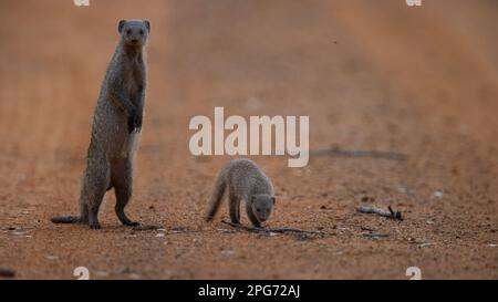 Mongoose baguée ( Mungos mungo) Parc national de Marakele, Afrique du Sud Banque D'Images