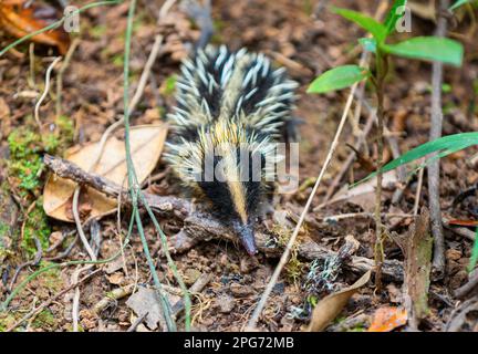 Tenrec à strié dans les basses terres (Hemicentetes Semispinosus), animal endémique sauvage dans les habitats naturels forêts tropicales humides. Andasibe-Mantadia National Banque D'Images