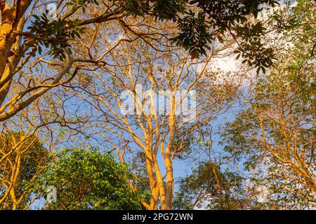 Photo à faible angle de la forêt tropicale en hiver, feuilles couvrant le ciel. Banque D'Images
