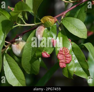 Curl de la feuille de pêche ---Taphrina deformans--Peach Leaf,Rhénanie,Allemagne Banque D'Images