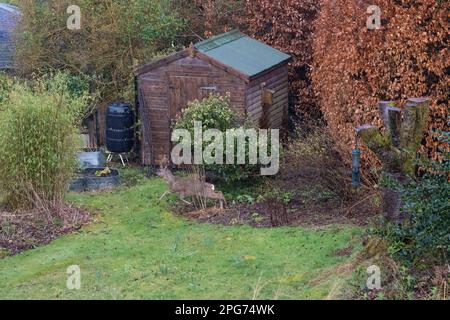 Cerf de Virginie dans le jardin intérieur - Killén, Stirling Ecosse Banque D'Images