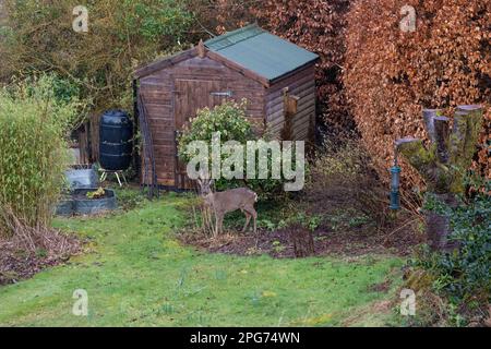 Cerf de Virginie dans le jardin intérieur - Killén, Stirling Ecosse Banque D'Images