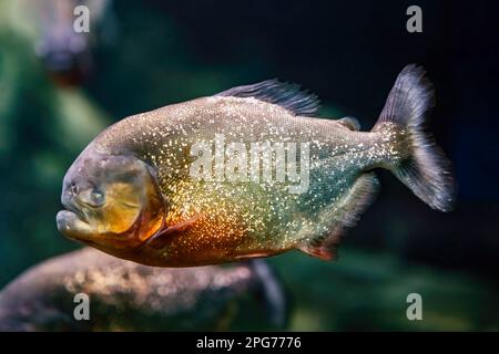 sspi à ventre rouge Piaractus brachypomus avec œil manquant, le pirapitinga, piranha poisson d'eau douce relatif de la famille des Serrasalmidae, région indigène : Banque D'Images