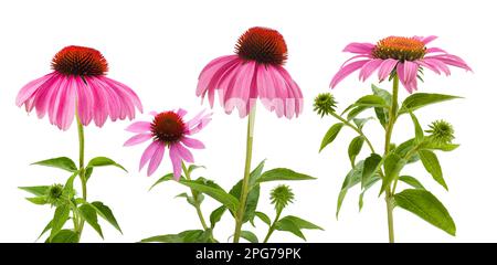 Fleurs d'échinacée rose isolées sur fond blanc Banque D'Images