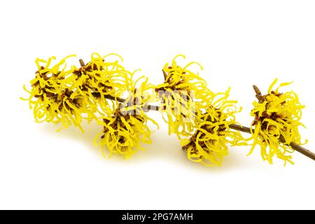 Fleurs de noisette de sorcière américaine isolées sur fond blanc Banque D'Images