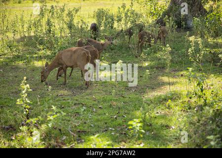 Un troupeau de petits cerfs du Palawan dans une prairie ensoleillée avec arbustes. Banque D'Images