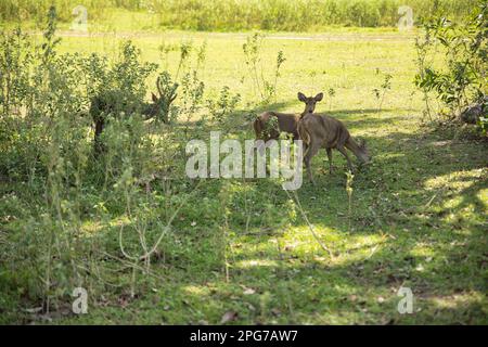 Un troupeau de petits cerfs du Palawan dans une prairie ensoleillée avec arbustes. Banque D'Images