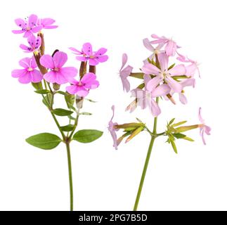 Fleurs de savon isolées sur fond blanc Banque D'Images