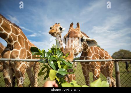 Gros plan d'une girafe qui mange, avec plus de girafes dans l'image, un ciel bleu vif et des arbres en arrière-plan. Banque D'Images