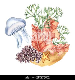 Composition de plantes marines colorées aquarelle illustration isolée sur blanc. Fond de mer, corail violet, codium, méduse dessinés à la main. Elément de conception f Banque D'Images