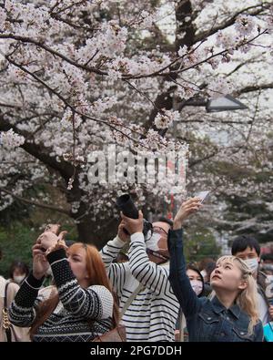 Tokyo, Japon. 21st mars 2023. Les gens prennent des photos de cerisiers en fleurs au parc Ueno à Tokyo mardi, 21 mars 2023. Photo par Keizo Mori/UPI crédit: UPI/Alay Live News Banque D'Images