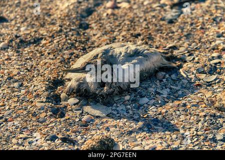 Ces oiseaux sont morts sur le lac Sivash lors de la migration d'automne 2022 (photographie de printemps) de la grippe aviaire. Grebe à col noir (Podiceps caspicus) Banque D'Images