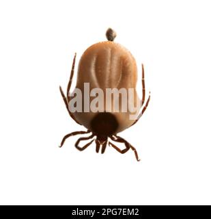 Cette tique a été retirée d'un chien dans une forêt à feuilles larges. Distributeurs d'infection. Super gros plan, vue du dessus Banque D'Images