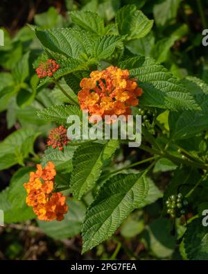 Vue en gros plan des grappes de fleurs orange colorées et des fruits de la lantana camara ou des arbustes de lantana qui fleurissent à l'extérieur dans la lumière du matin Banque D'Images