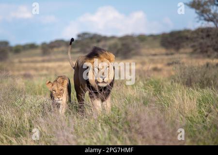 Photo d'un lion cub marchant le long de son père, un lion mâle de race noire Banque D'Images