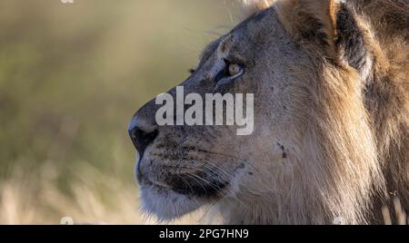 Portrait serré d'un lion mâle en regardant dans la distance Banque D'Images