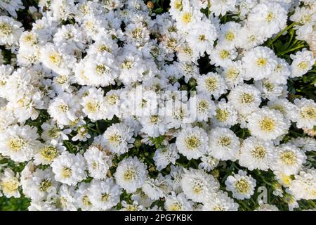 Evergreen iberis sempervirens blanc fleuri, chandelier vivace, 'Snowflake' Banque D'Images