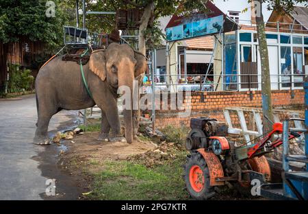 Un éléphant d'Asie portant un howdah, ou siège, est enchaîné à un arbre comme il attend les touristes à Buon Jun, lien son, Vietnam. Banque D'Images