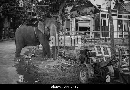 Un éléphant d'Asie portant un howdah, ou siège, est enchaîné à un arbre comme il attend les touristes à Buon Jun, lien son, Vietnam. Banque D'Images