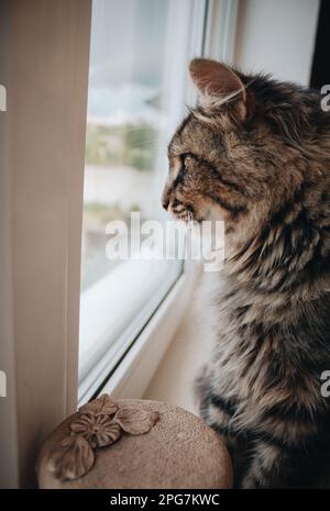 Un chat tabby domestique est perché sur le bord d'une fenêtre, regardant dans la distance Banque D'Images