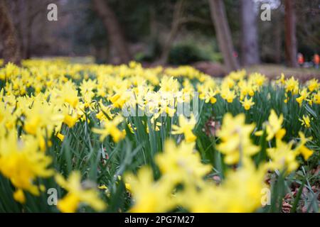 Jonquilles jaunes au printemps, Langley, Royaume-Uni Banque D'Images