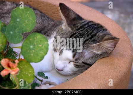 Chat endormi dans un pot de fleurs Banque D'Images