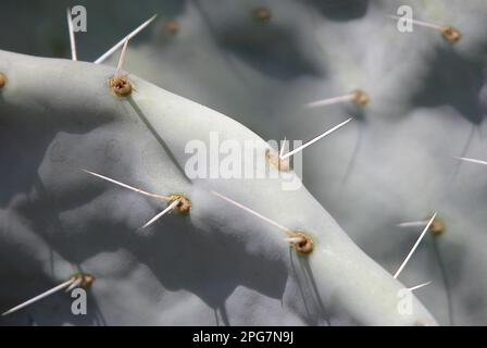 Cactus avec grandes épines, Macro Banque D'Images