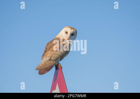 Le hibou de la grange perche sur un panneau routier en début de matinée, près de Masham, dans le North Yorkshire Banque D'Images