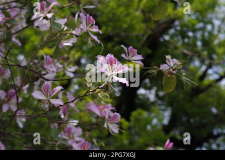Gros plan d'une fleur de Bauhinia variegata, qui fleurit dans un jardin verdoyant aux rayons du soleil Banque D'Images