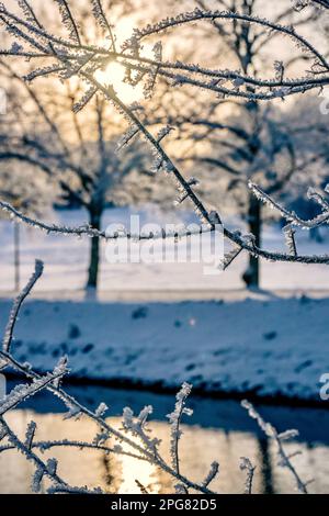 Un coucher de soleil doré illuminant les branches couvertes de gel d'un arbre reflétées dans les eaux fixes d'un petit étang Banque D'Images