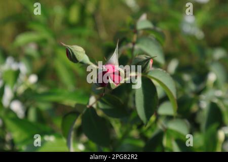 Un bourgeon de fleur de rose rouge prêt à fleurir vue sur le dessus, les sépales s'ouvre et les pétales pas encore ouverts Banque D'Images