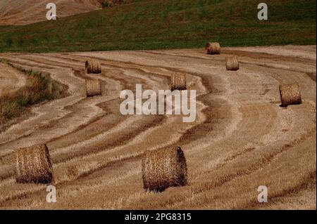 Bandes tourbillonnantes et bandes ondulantes laissées en chaume de champ de blé après la récolte de juillet dans le paysage vallonné de Crete Senesi au sud-est de l'ancienne ville de Sienne, dans le centre de la Toscane en Italie. Banque D'Images