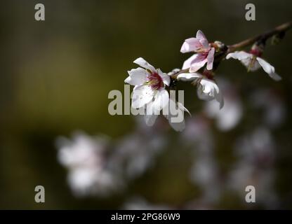 Prunus Dulcis var Amara, amande amère fleur rose pâle. Banque D'Images