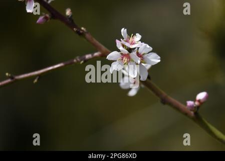 Prunus Dulcis var Amara, amande amère fleur rose pâle. Banque D'Images