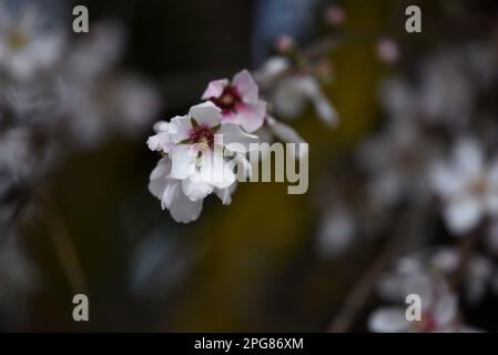 Prunus Dulcis var Amara, amande amère fleur rose pâle. Banque D'Images