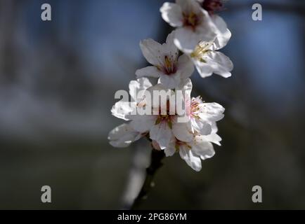 Prunus Dulcis var Amara, amande amère fleur rose pâle. Banque D'Images