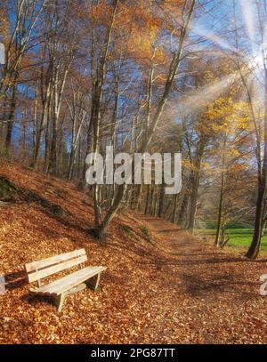 Sentier dans la célèbre Neandertal, Bergisches pays, Rhénanie-du-Nord Westphalie, Allemagne Banque D'Images