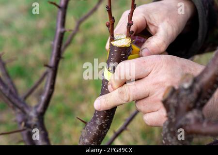 Un jardinier attrate un arbre fruitier par greffe fractionnée au début du printemps. La culture de fruits dans le verger. Banque D'Images