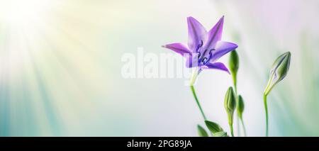 Belles fleurs lilas de trithélie. Fleurs printanières fleuries dans un jardin ornemental Banque D'Images
