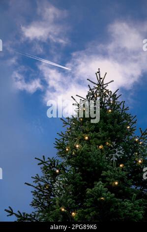 Un arbre vert luxuriant décoré de lumières de Noël s'élève sur un fond bleu vif Banque D'Images