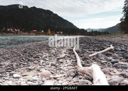 Une bûche sèche se trouve sur la rive en pierre de la rivière montagneuse toronné Katun avec des rochers et des chalets pour se détendre le long de la montagne en Altaï en Russie. Banque D'Images